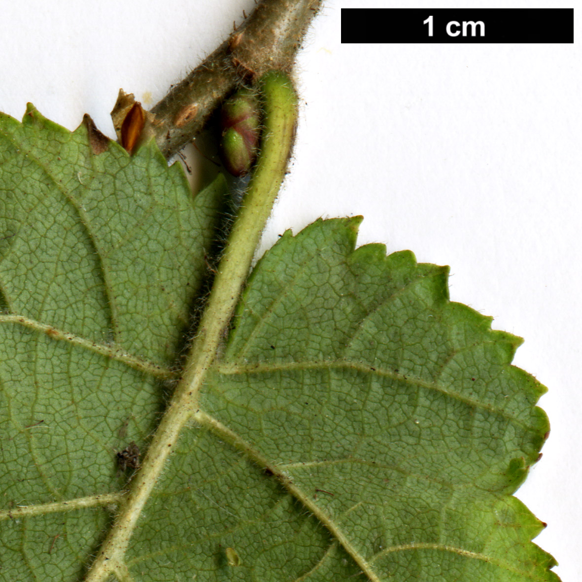 High resolution image: Family: Betulaceae - Genus: Corylus - Taxon: heterophylla - SpeciesSub: var. sutchensis